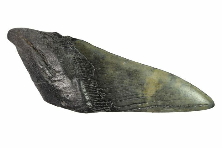 Partial, Fossil Megalodon Tooth Paper Weight #144415